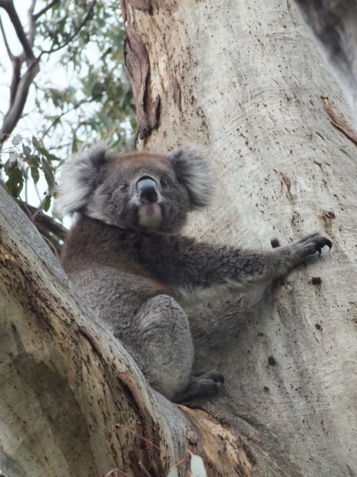 koala-1-1024x768.jpg.jpg